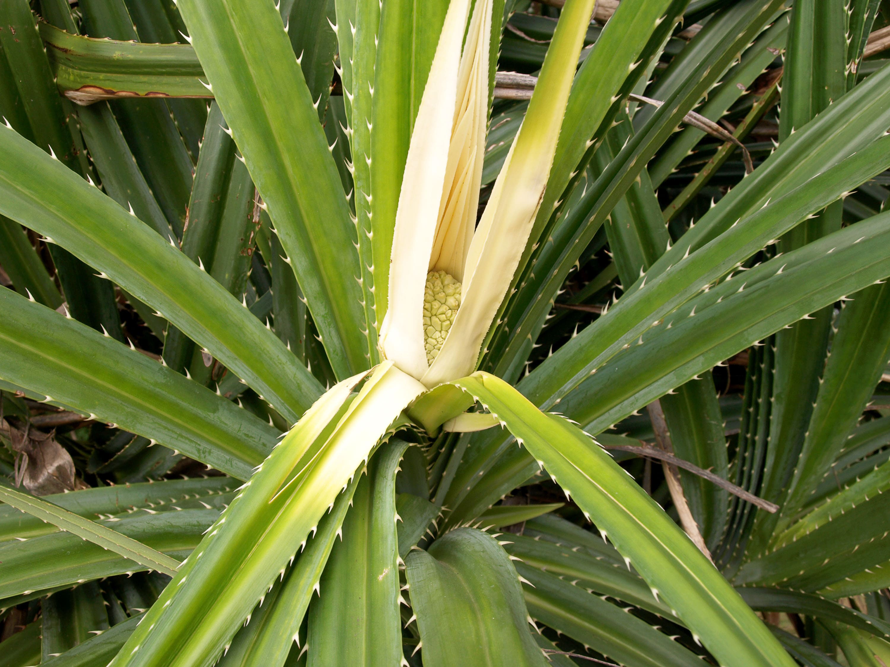 KEWRA 3346